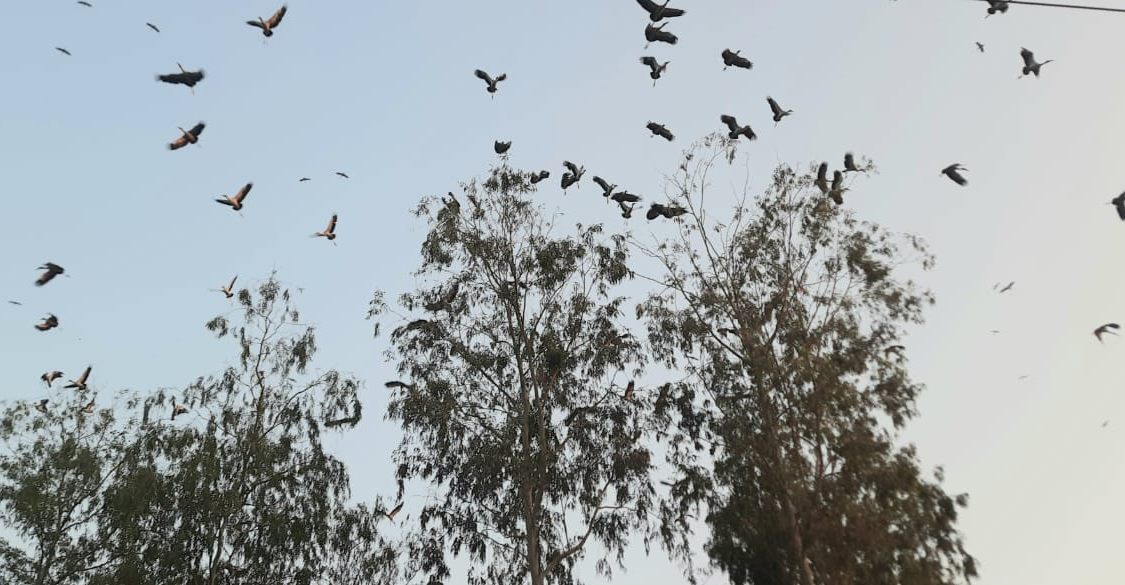 গাছে গাছে অতিথি পাখির কলতানে মুখর শাল-গজ